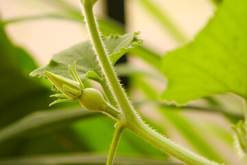 Close up of organic female pumpkin bud with ovary (fruit) growing up in the balcony garden. 