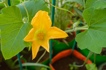 Female pumpkin flower opening up early in the morning in the garden. Female pumpkin flower with...