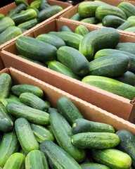 cucumbers in the market