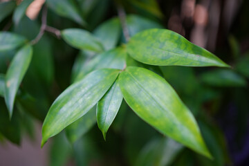 Obraz premium Green leaves of a tree