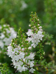 白いクリーピング　セボリー