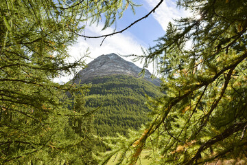trees with mountain view, Alps, France