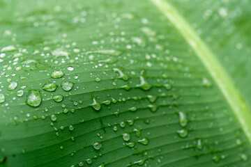 Abstract water drops on banana leaf for nature background use.