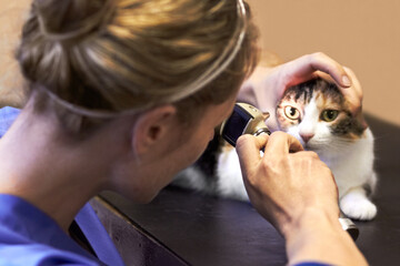 Veterinary, woman and cat with tool for eyes, examination or checkup at hospital or clinic for...