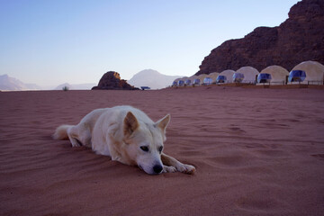 White stray dog with brown eyes at the Wadi Rum desert