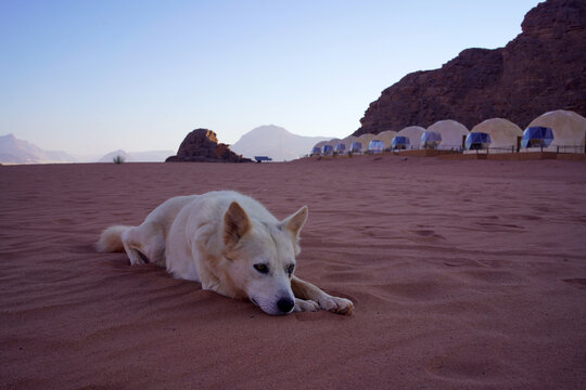White stray dog with brown eyes at the Wadi Rum desert