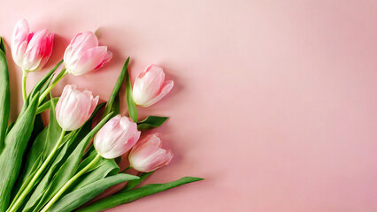 bouquet of pink tulips on pink background