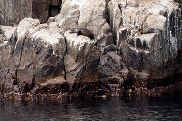 Fototapeta na wymiar Tasmania seals on the rock