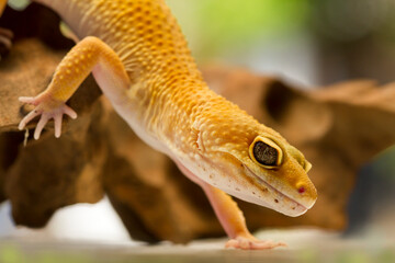 Leopard gecko lizard, close up macro on nature background.