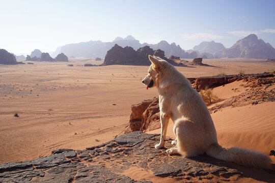 White stray dog with brown eyes at the Wadi Rum desert
