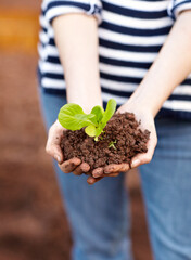 Plant, soil and hands for hope in growth, sustainable development or care for climate change. Agriculture, earth or fertilizer for sapling in organic produce, vegetable or eco friendly farm for fresh