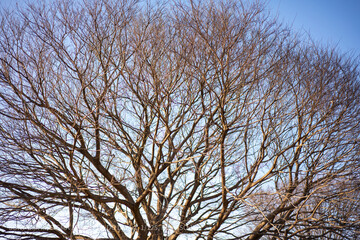 tree in winter
