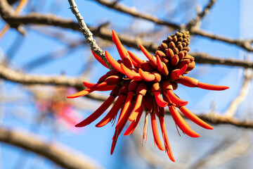 Naklejka na ściany i meble Vivid red flowerhead against bare branches of a coral tree (erythrina) and a blue sky