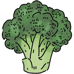 Broccoli illustration. Doodle vegetable. food ingredient. menu board