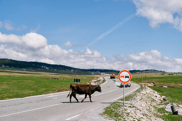 Brown cow crosses the road going to a green pasture. Side view - Powered by Adobe