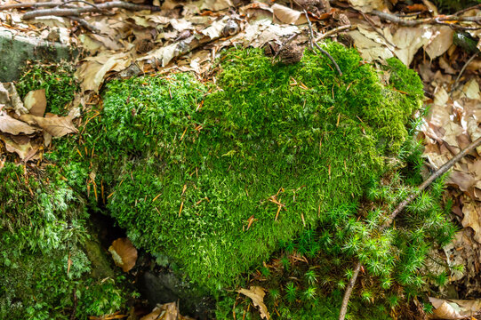 Green moss in the forest. Close up.