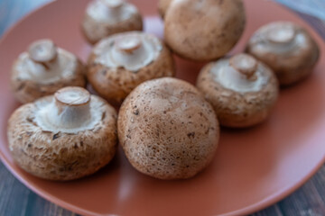 Collection of fresh Edible Mushrooms ready to cook