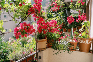 Fototapeta na wymiar Red flowering flowerpots stand on the balcony