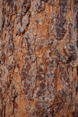 The texture of the tree bark. A tree in a forest or park in close-up. Relief texture and background. Beauty is in nature. Uneven, rough surface. Natural background.