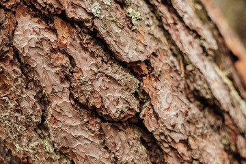 The texture of the tree bark. A tree in a forest or park in close-up. Relief texture and background. Beauty is in nature. Uneven, rough surface. Natural background.