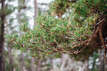 Pine branch close-up in the autumn forest. Fluffy green branches. A young plant. Landscaping of the territory. Beautiful natural background.