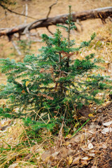 A small fir tree grows in the park. Fluffy green branches. A young plant. Landscaping of the territory.
