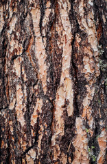 The texture of the tree bark. A tree in a forest or park in close-up. Relief texture and background. Beauty is in nature. Uneven, rough surface. Natural background.