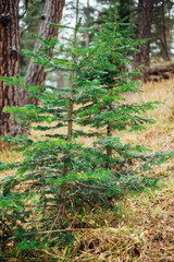 A small fir tree grows in the park. Fluffy green branches. A young plant. Landscaping of the territory.