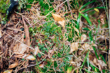 Green moss grows on the stump of an old tree in the forest. Relief texture and background.