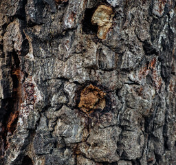 The texture of the tree bark. A tree in a forest or park in close-up. Relief texture and background. Beauty is in nature. Uneven, rough surface. Natural background.