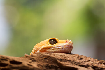Leopard gecko lizard, close up macro on nature background
