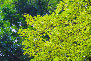A historic world heritage site located in the center of Nara【Kasugataisha Shrine】