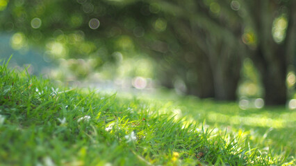 burred green leaves on the garden during daytime and bokeh light for use in illustrations...
