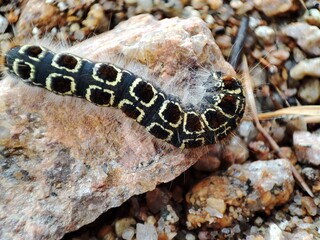 close up of a snake