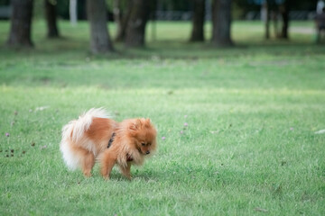 Beautiful purebred dogs play in the summer park.