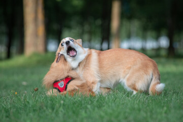 Beautiful purebred dogs play in the summer park.
