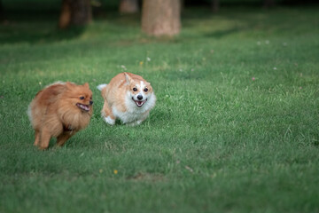 Beautiful purebred dogs play in the summer park.