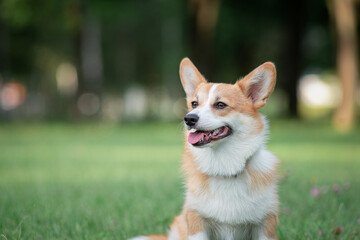 Beautiful purebred dogs play in the summer park.