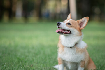 Beautiful purebred dogs play in the summer park.