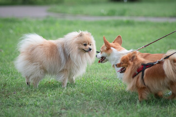 Beautiful purebred dogs play in the summer park.