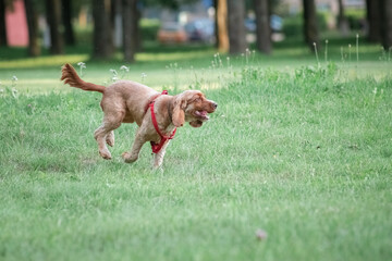Beautiful purebred dogs play in the summer park.