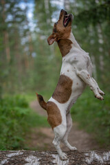 Beautiful purebred dogs play in the summer park.