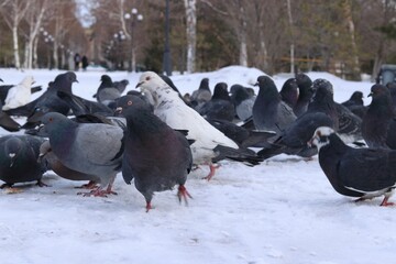 pigeons on the street