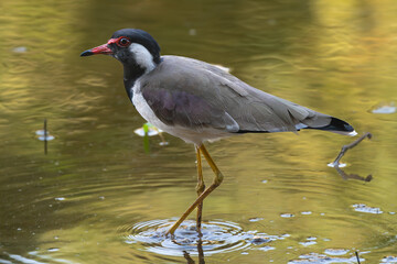 Red-wattled lapwing - Vanellus indicus wading in dark green water. Photo from Ranthambore National Park, Rajasthan, India.	