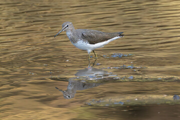Green sandpiper - Tringa ochropus wading in water with reflection. Photo from Ranthambore National Park, Rajasthan, India.