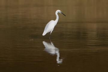 Little egret - Egretta garzetta wading in water with reflection. Photo from Ranthambore National Park, Rajasthan, India.