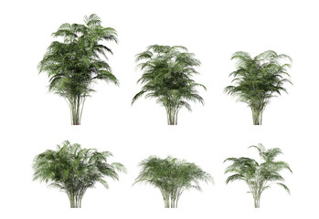 Obraz premium Dypsis lutescens palm realistic tree isolated on transparent background