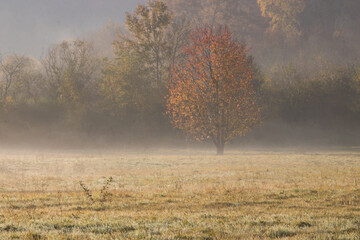 arbre aux couleurs de l'automne dans la brume matinale