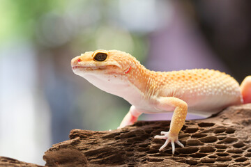 Leopard gecko lizard, close up macro on nature background. - obrazy, fototapety, plakaty