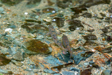 Balkan trout in the clear waters of a mountain river